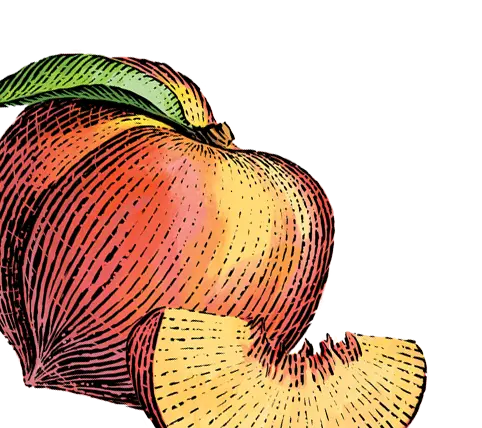 peach illustration