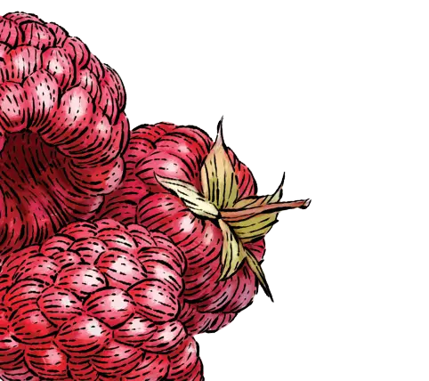 raspberry illustration
