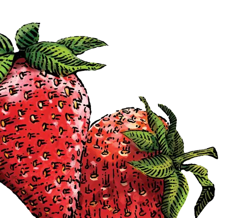 strawberry illustration