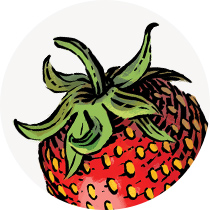 strawberry illustration