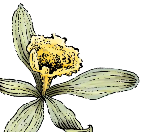 vanilla illustration