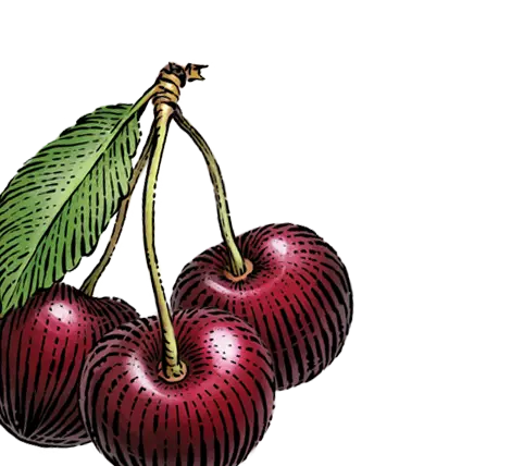 cherry illustration