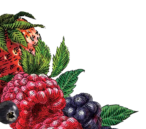 mixed berry illustration