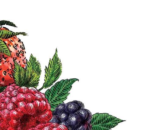 mixed berry illustration