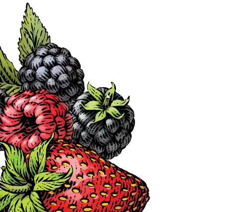 mixed berry illustration