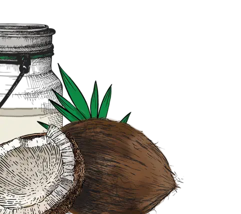 coconut illustration