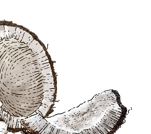 toastedcoconut_plantbased_ProductIllustration