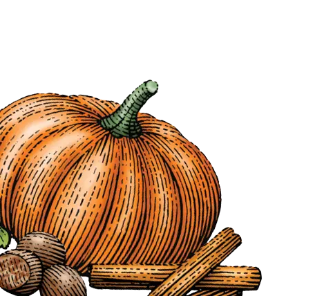 pumpkin and spice illustration