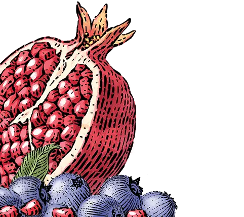 blueberry pomegranate illustration