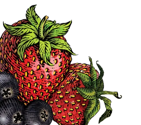 strawberry acai illustration