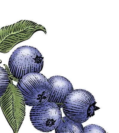 blueberry animated graphic